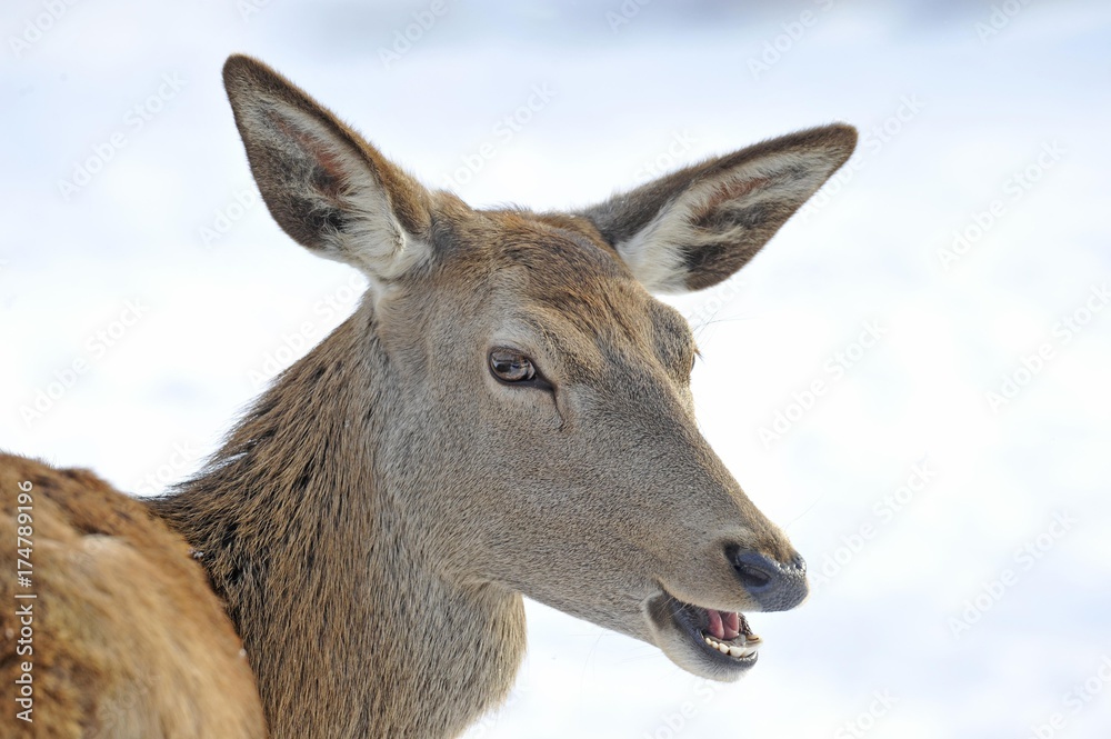 Fototapeta premium Red deer (Cervus elaphus) in winter, female