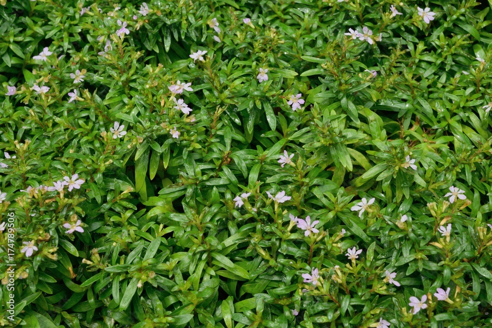クフェア メキシコハナヤナギの薄紫の花 Mexican False Heather Stock Photo Adobe Stock