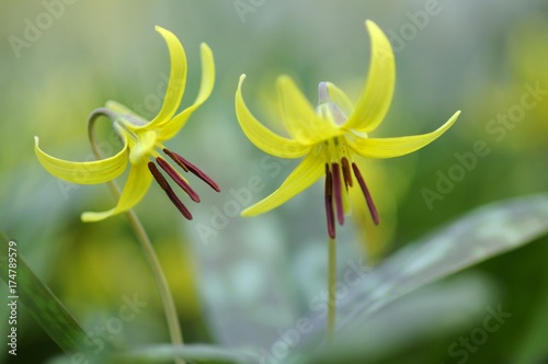 Yellow trout lily (Erythronium americanum)