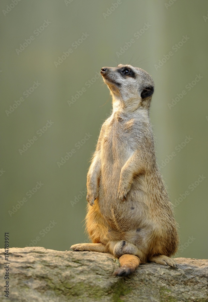 Fototapeta premium Meerkat (Suricata suricatta), alert
