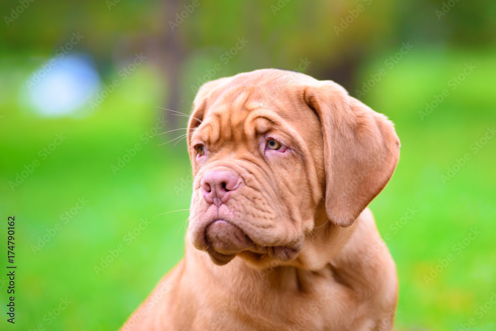 puppy puppy