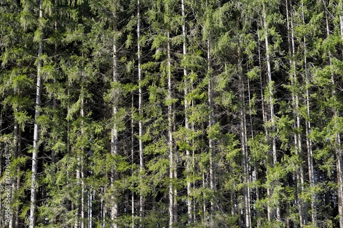 Spruce (Picea), pine forest near Markt Schwaben, Bavaria, Germany, Europe
