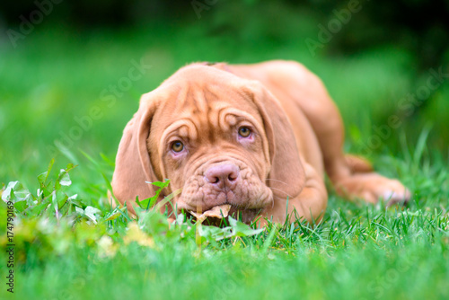 puppy photo