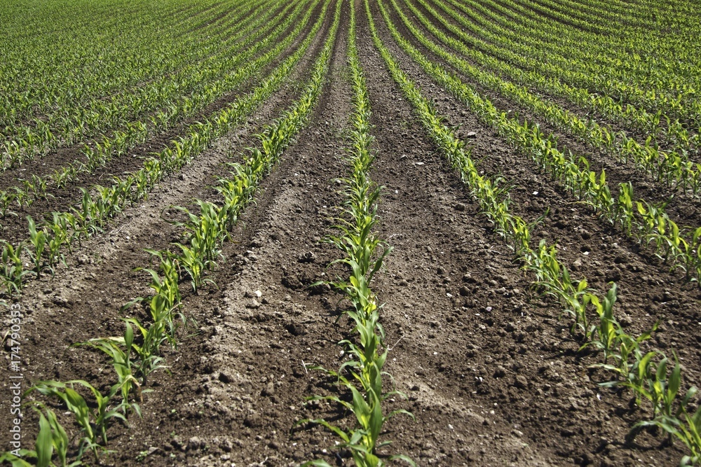 Young maize plants on a field, cultivation for biogas, Upper Swabia, Baden-Wuerttemberg, Germany, Europe