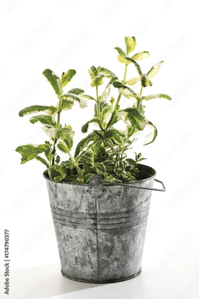 Ginger Mint (Mentha gentilis variegata) in a small zinc bucket Ginger Mint (Mentha gentilis variegata) in a small zinc bucket