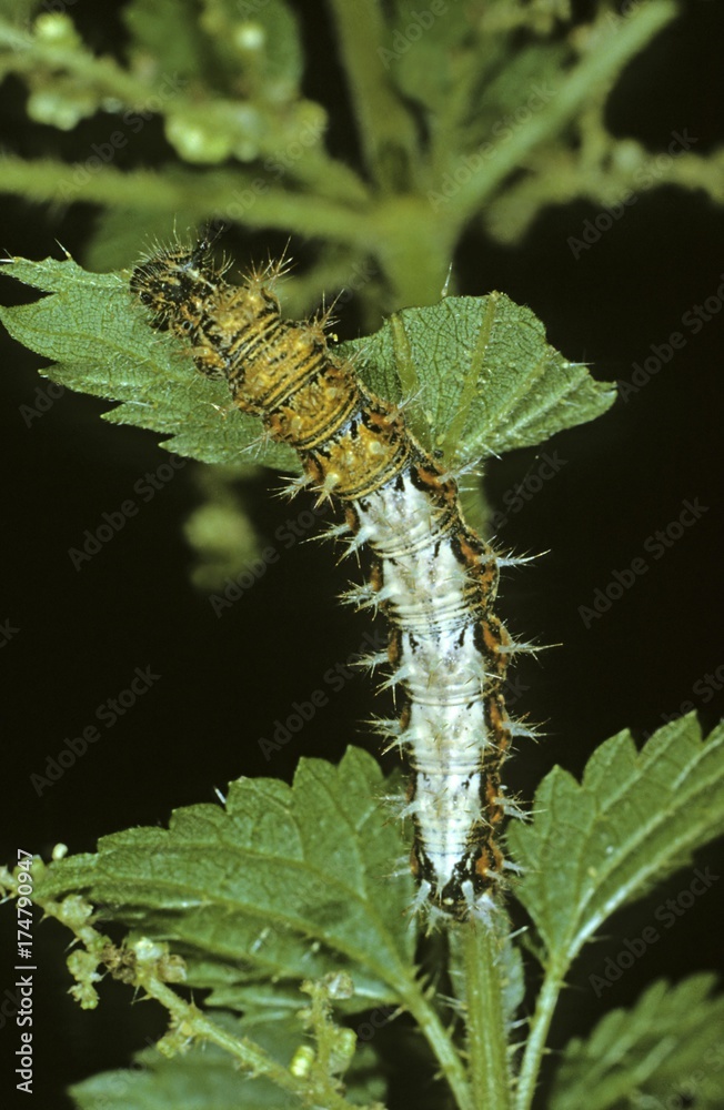 Comma (Polygonia c-album), caterpillar on stinging nettle