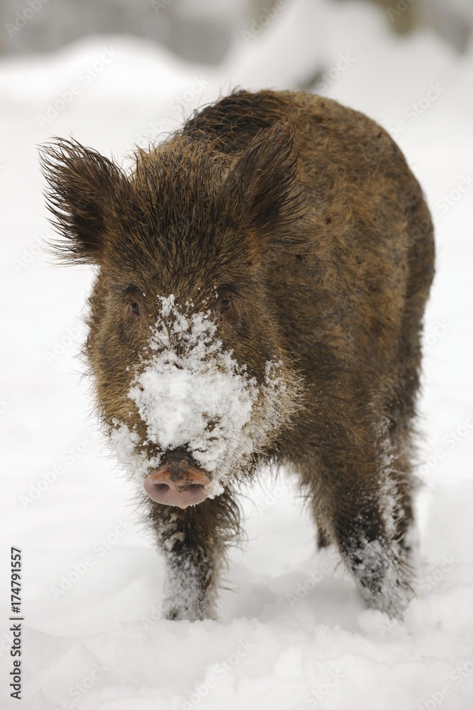 Wild boar (Sus scrofa) in winter with snow Wild boar (Sus scrofa) in winter with snow