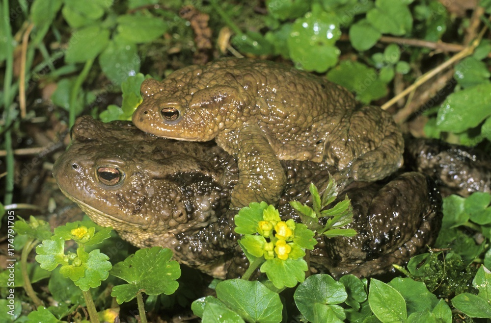 Common Toads (Bufo bufo) on the way to spawning waters