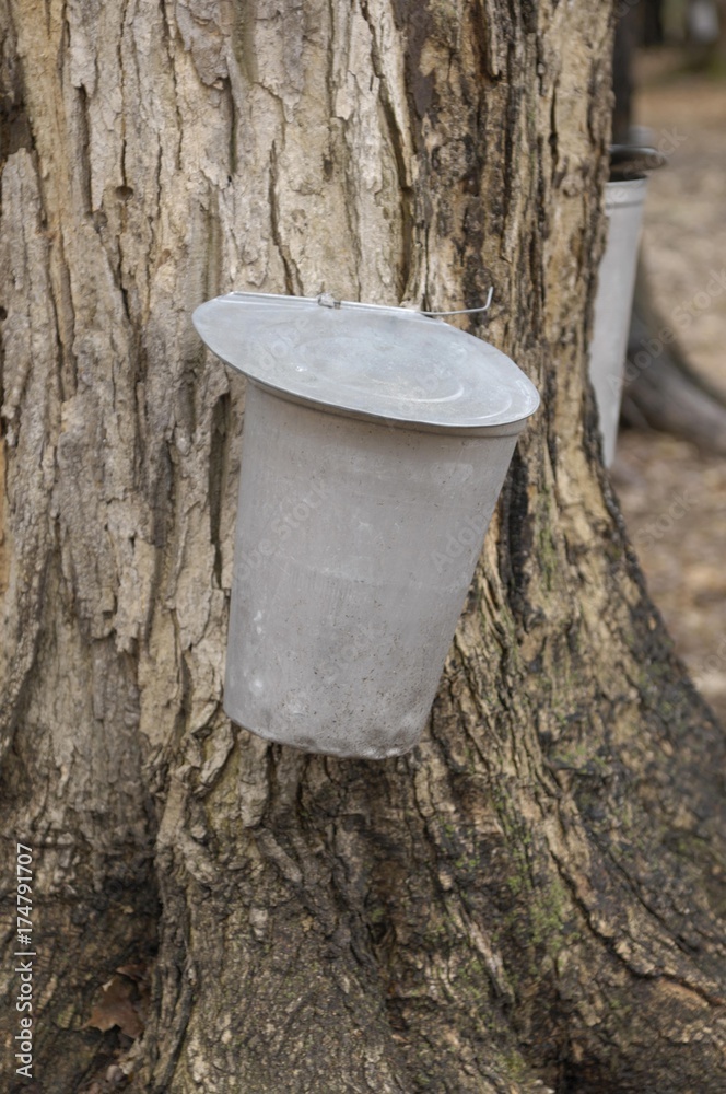 Metal bucket attached to a tap in a sugar maple, collecting maple sap to make maple syrup, Ontario, Canada, North America