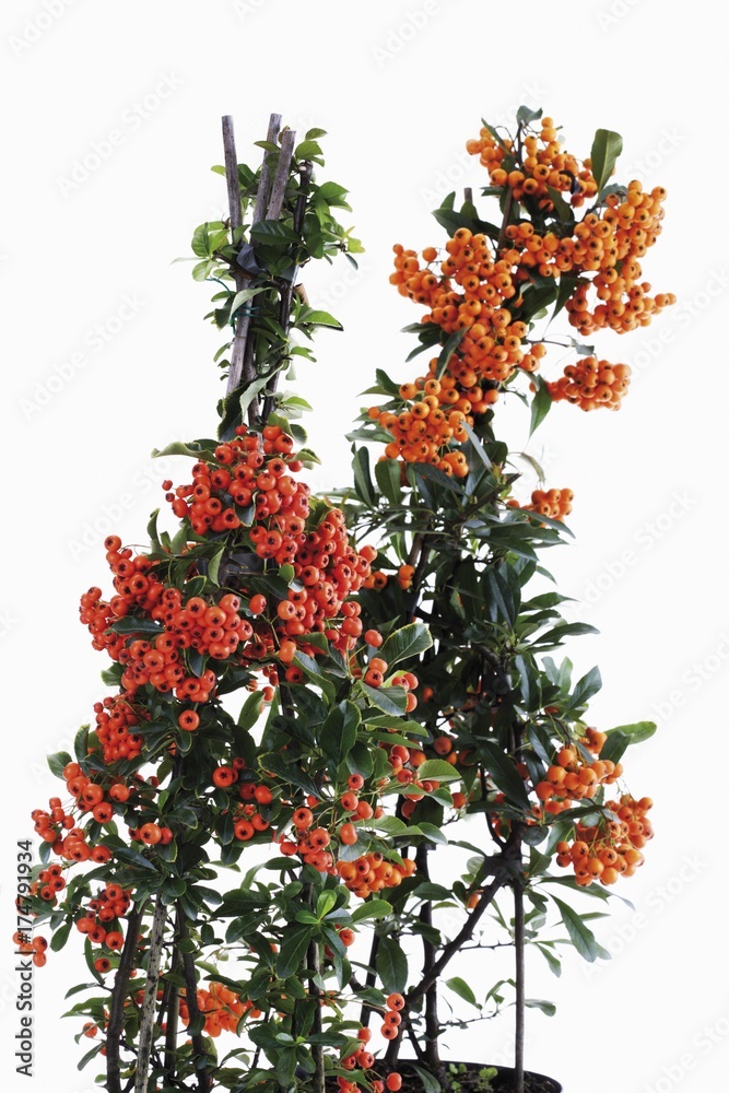 Orange and yellow Firethorn (Pyracantha) Orange and yellow Firethorn (Pyracantha)