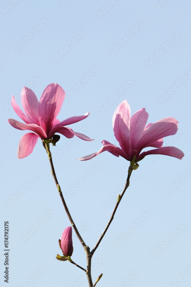 Obraz premium Blossoms of a magnolia (Magnolia), Heaven Scent species