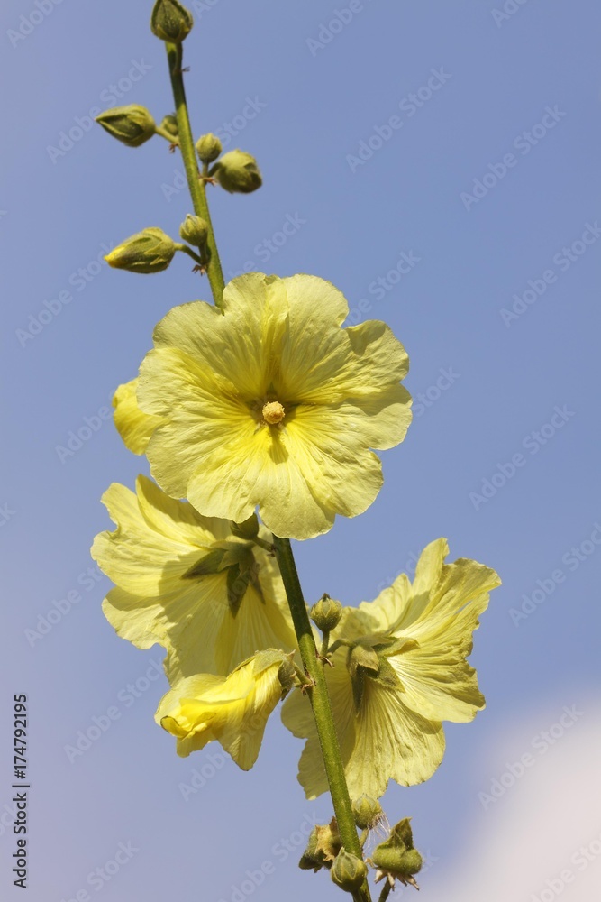 Fototapeta premium Rugose Hollyhock, Hairy Hollyhock (Alcea rugosa), originally from South Russia