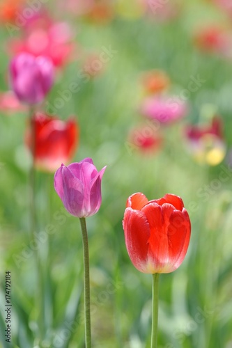 Tulips  Tulipa  in a field