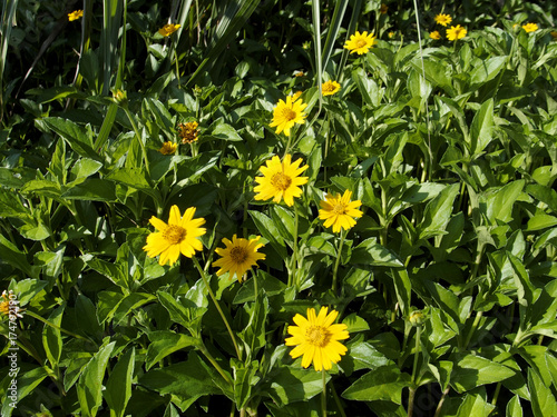 アメリカハマグルマ（ウェデリア）