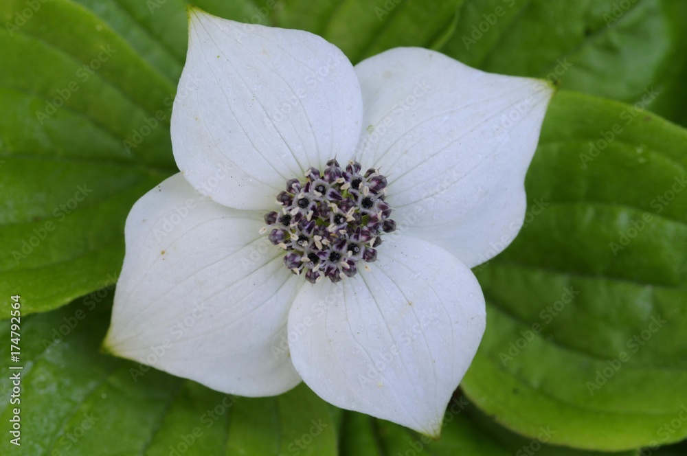 Canadian Dwarf Cornel, Canadian Bunchberry, Crackerberry (Cornus canadensis) Canadian Dwarf Cornel, Canadian Bunchberry, Crackerberry (Cornus canadensis)