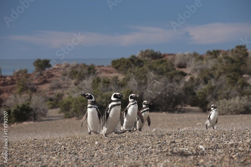 Magellanic Penguin (Spheniscus magellanicus), Punta Tombo, Argentina, South America