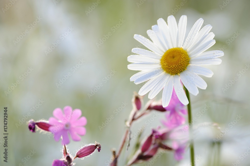 Obraz premium Daisy (Leucanthemum)