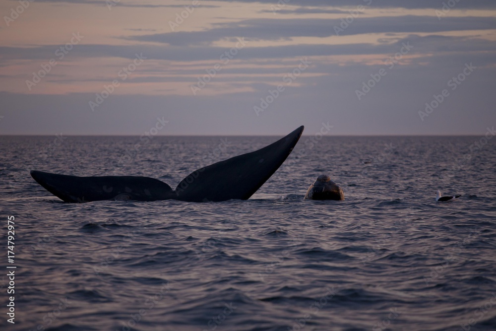 Naklejka premium Southern Right Whale (Eubalaena australis), female with calf at sunset, Parque Nacional Peninsula Valdes, Argentina, South America