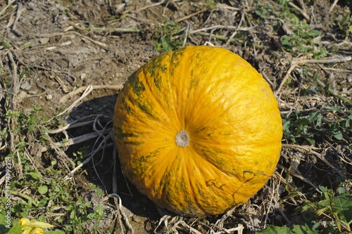 Styrian Oil Pumpkin (Cucurbita pepo var. styriaca), wine region, Southern Styria, Styria, Austria, Europe photo