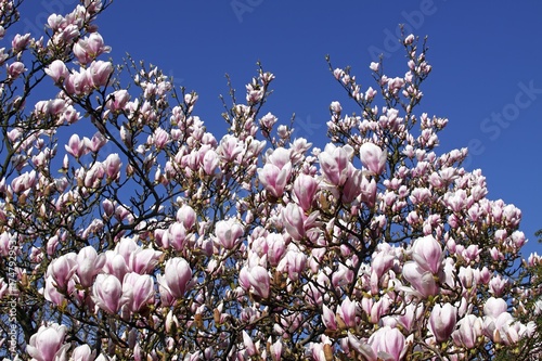 Blooming Saucer magnolia (Magnolia x soulangiana) photo