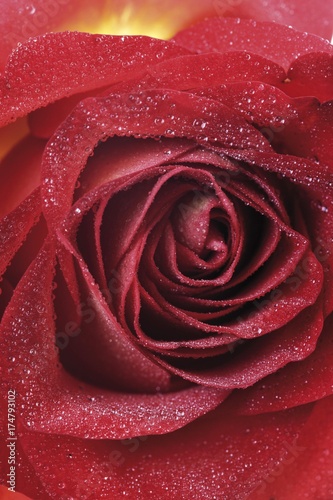 Red rose with dew drop  close-up