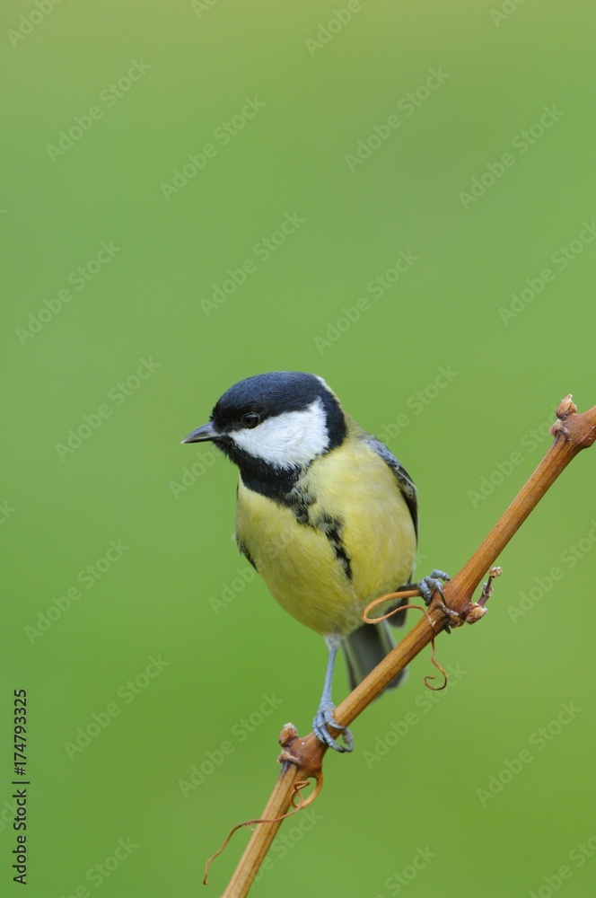 Great Tit (Parus major)