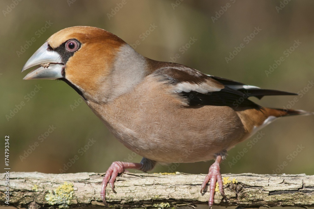 Obraz premium Hawfinch (Coccothraustes coccothraustes), Untergroeningen, Baden-Wuerttemberg, Germany, Europe