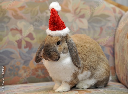 Dwarf lop bunny or rabbit (Oryctolagus cuniculus), wearing a Santa hat photo