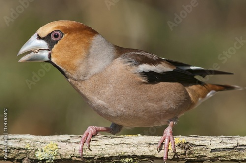 Hawfinch (Coccothraustes coccothraustes), Untergroeningen, Baden-Wuerttemberg, Germany, Europe