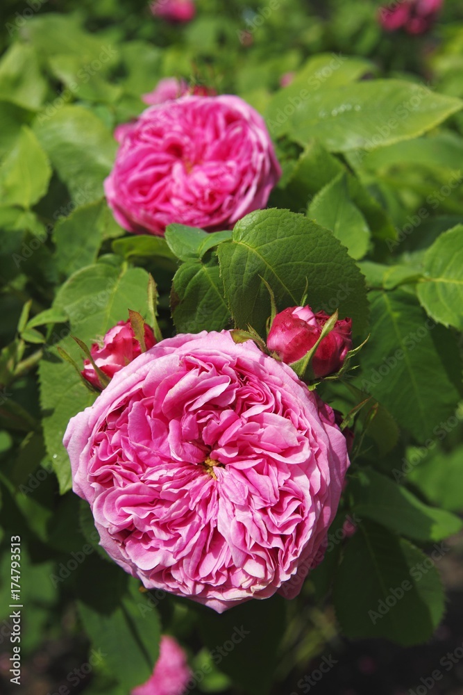 Yolande d'Aragon rose variety, Portland Rose, historic rose variety from  1843 with very fragrant flowers (Rosa x portlandia cultivar Yolande d'Aragon)  Stock Photo | Adobe Stock
