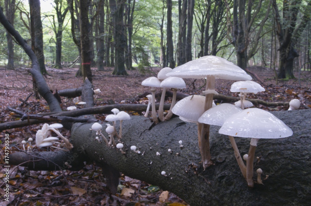 Obraz premium Oudemansiella fungus (Oudemansiella mucida), Tinner Loh, Emsland, Lower Saxony, Germany, Europe