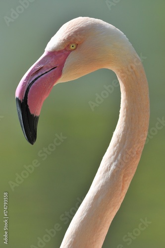 Chilean Flamingo (Phoenicopterus chilensis), portrait