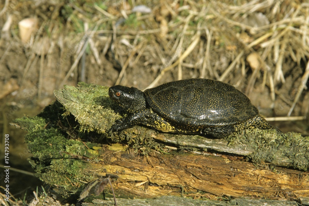 Obraz premium European Pond Terrapin (Emys orbicularis) resting in the sun on a tree log