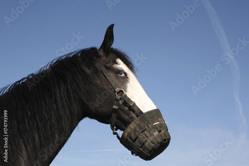 Horse mare with muzzle