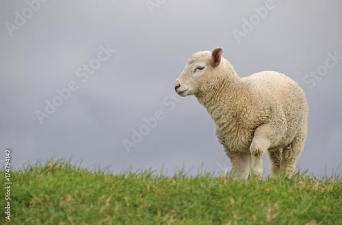 Lamb on the dyke of the Elbe river at Kollmar, Schleswig-Holstein, Germany, Europe