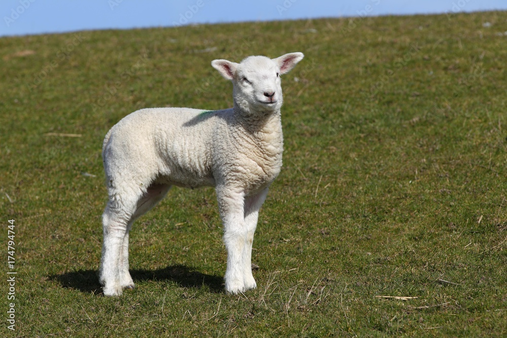 Lamb, Domestic Sheep (Ovis ammon f. Aries) on a dyke, Schleswig-Holstein, Germany, Europe