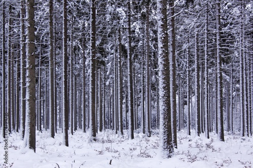 Snow-covered coniferous forest in winter, common spruce (Picea abies), Tangstedter Forst forest, Schleswig-Holstein, Germany, Europe