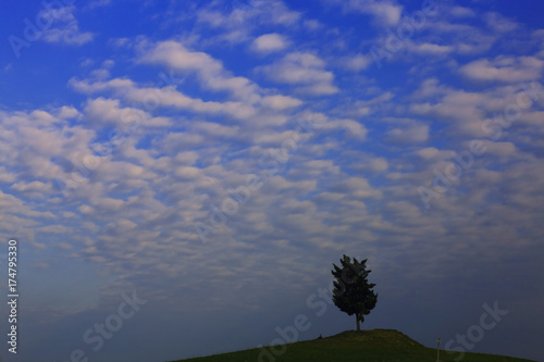 Cypress (Cupressus) with cloudy sky, Luciano d'Asso, Tuscany, Italy, Europe photo