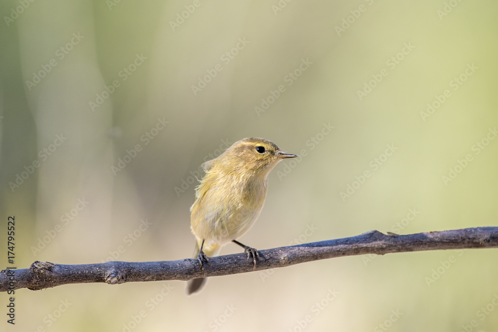 Chiffchaff
Chiffchaff