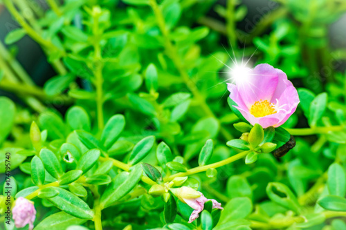 flower with green leaf on tree blurry bokeh foreground and background in garden.Using wallpaper or background for nature, natural and refreshin photo