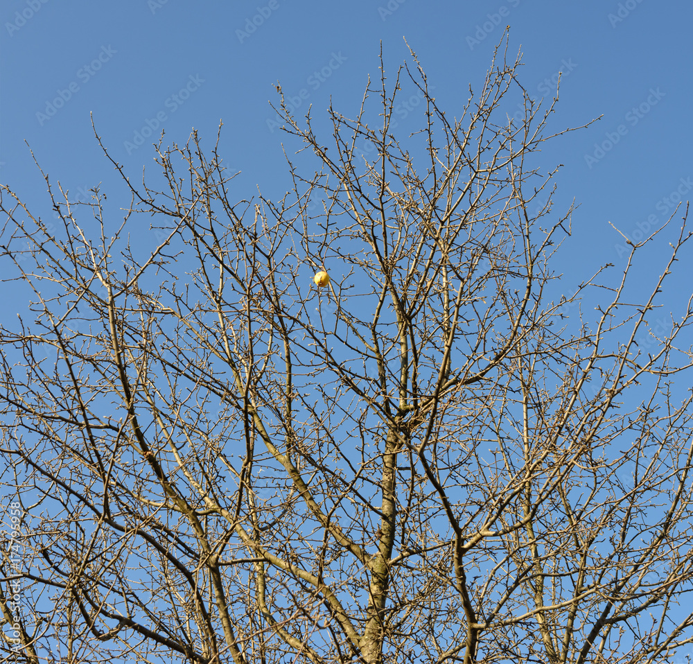 Lonely apple on autumn naked tree on sky background. Lonely apple on autumn naked tree on sky background.