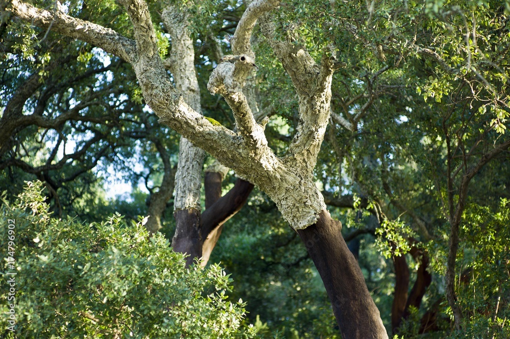Fototapeta premium Cork oak (Quercus suber), Barranco do Banho gorge, Algarve region, Portugal, Europe