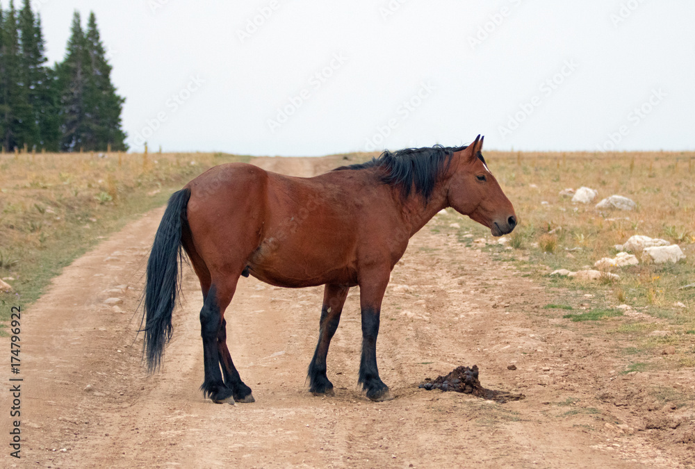 Bay wild horse stallion on Sykes ridge road in the Pryor Mountains wild horse range in Montana United States Bay wild horse stallion on Sykes ridge road in the Pryor Mountains wild horse range in Montana United States