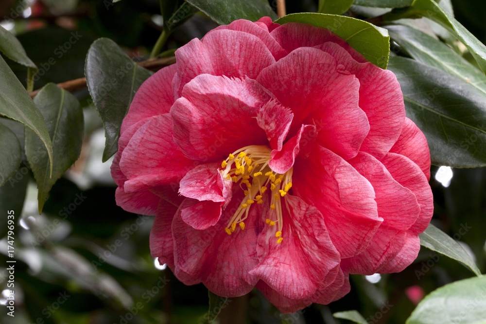 Obraz premium Flower, Camellia (Camellia japonica)