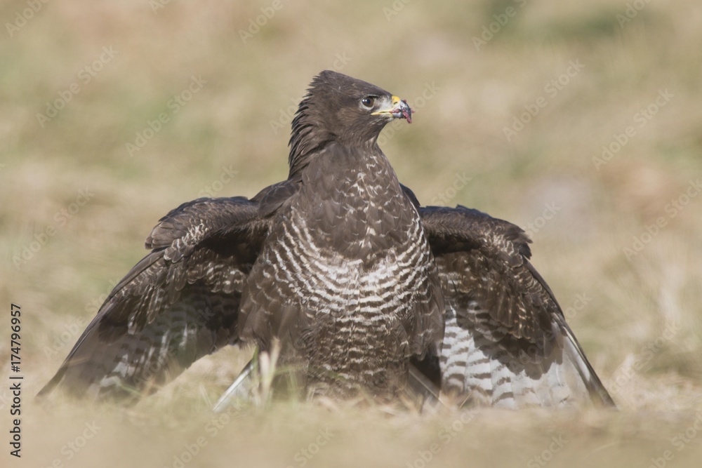 Buzzard (Buteo buteo) Buzzard (Buteo buteo)