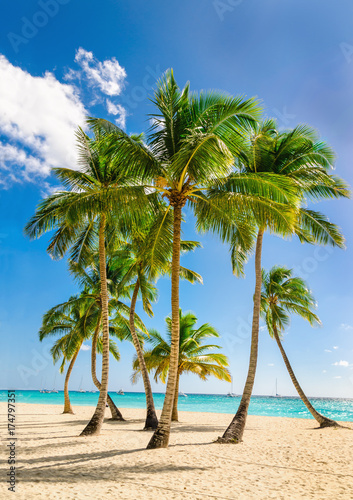 Fototapeta Naklejka Na Ścianę i Meble -  Exotic high palm trees, wild beach azure waters, Caribbean Sea, Dominican