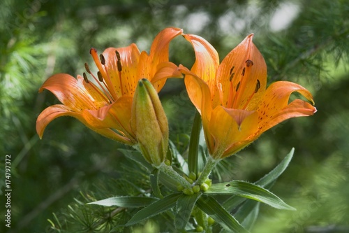 Orange Lily or Fire Lily  Lilium bulbiferum 