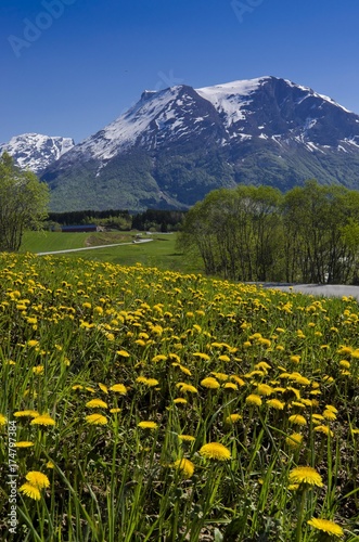 Brulandselva  Snoefjellet  dandelion meadow  Breheimen National Park  Sogn og Fjordane  Norway  Scandinavia  Northern Europe  Europe