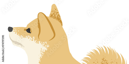 柴犬　顔アップ　横顔
