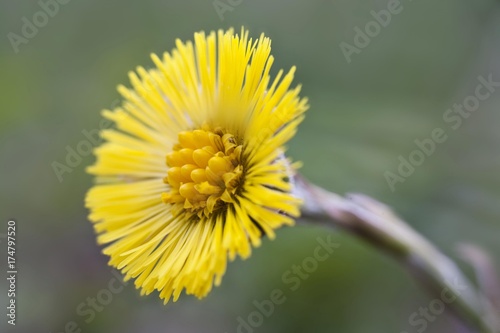 Coltsfoot  Tussilago farfara 